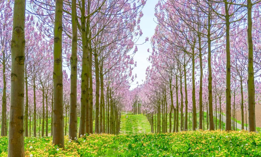 Raskeuze - Paulownia bomen in bloei